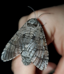 Prionoxystus macmurtrei