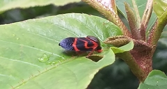 Okiscarta uchidae