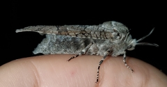 Prionoxystus macmurtrei
