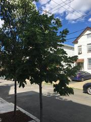 Tilia cordata