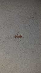 Eburodacrys havanensis