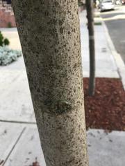 Tilia cordata