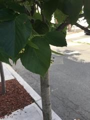 Tilia cordata
