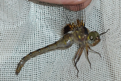 Neurocordulia yamaskanensis