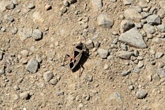 Xanthochilus saturnius