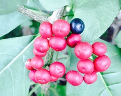 Rauvolfia tetraphylla