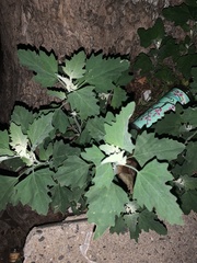Chenopodium album