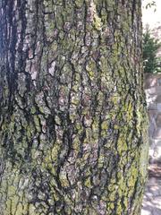 Pyrus calleryana