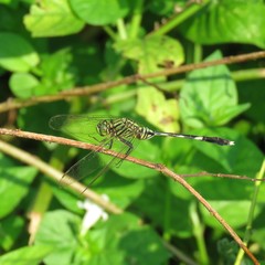 Orthetrum sabina