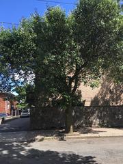 Pyrus calleryana