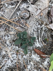Euphorbia ipecacuanhae