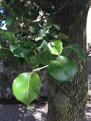 Pyrus calleryana