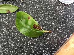 Austropuccinia psidii