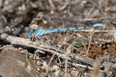 Argia agrioides