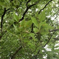 Fagus hayatae