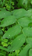 Polygonatum biflorum commutatum