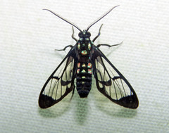 Cosmosoma xanthosticta image