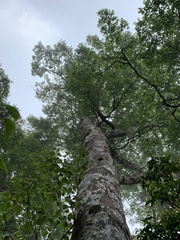 Fagus hayatae