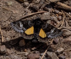 Coranarta macrostigma