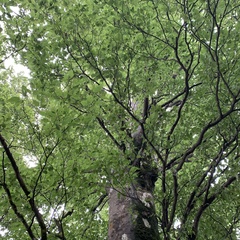 Fagus hayatae