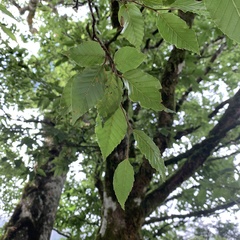 Fagus hayatae