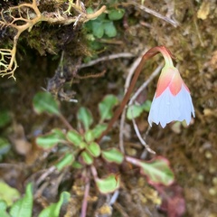 Shortia rotundifolia