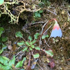 Shortia rotundifolia