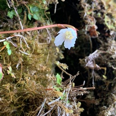Shortia rotundifolia