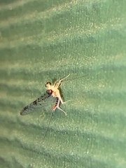 Leucrocuta umbratica