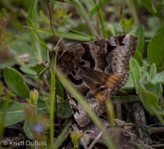 Euclidia ardita