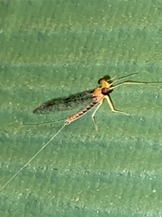 Leucrocuta umbratica