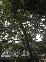 Platanus × hispanica