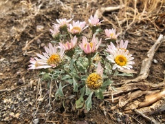 Townsendia florifera