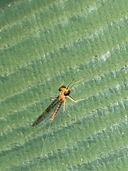 Leucrocuta umbratica