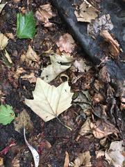 Platanus × hispanica