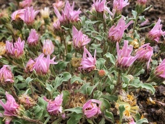 Townsendia florifera