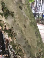 Platanus × hispanica