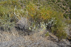 Malacothamnus helleri