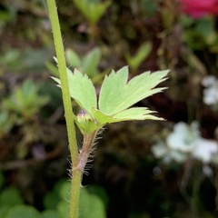 Ranunculus taisanensis