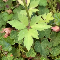Ranunculus taisanensis