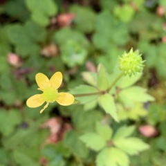 Ranunculus taisanensis