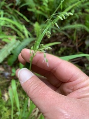 Anthoxanthum occidentale