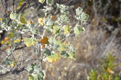 Malacothamnus helleri