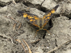 Phyciodes tharos