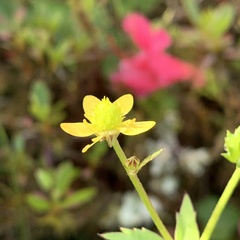 Ranunculus taisanensis