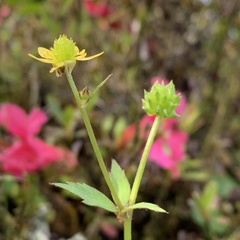 Ranunculus taisanensis