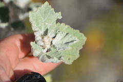 Malacothamnus helleri