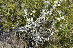Malacothamnus helleri