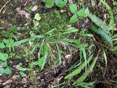 Anthoxanthum occidentale