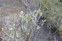 Malacothamnus helleri